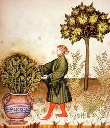 Nova 2644 fol.31r Basilikum schneiden, aus Tacuinum Sanitatis